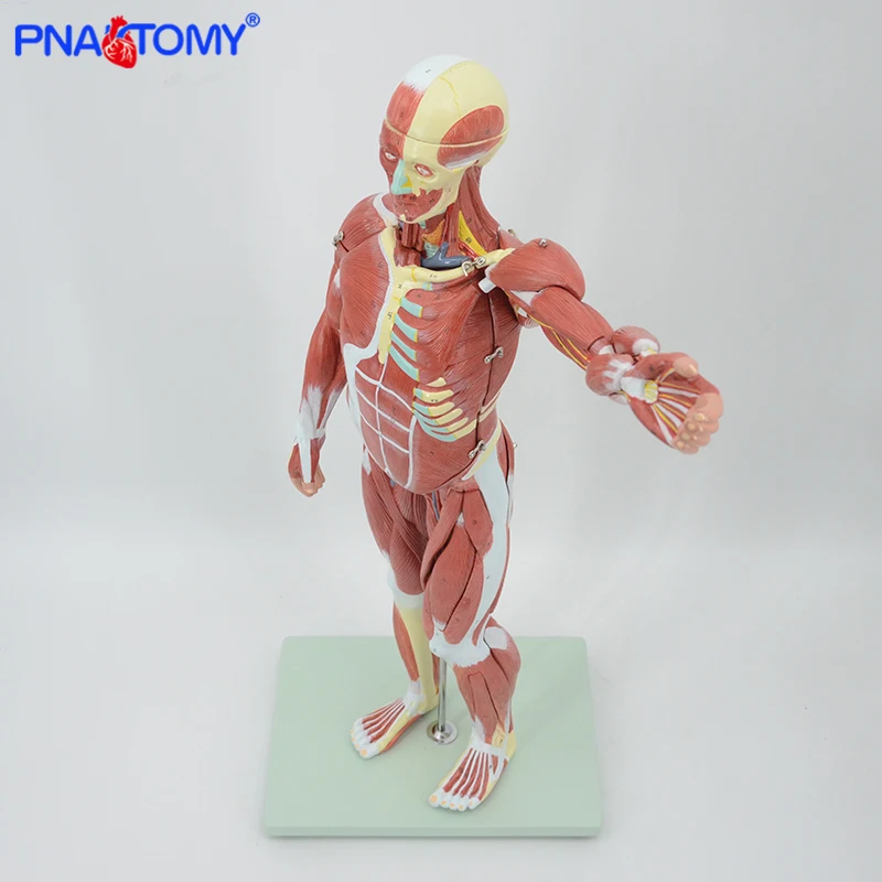 Figura muscular anatomia modelo 27 peças 78cm altura músculos humanos e ligamentos vasos sanguíneos e nervos anatômicos ferramenta de ensino