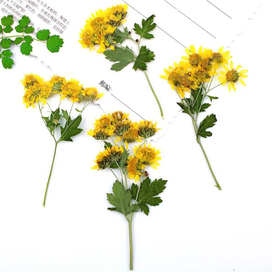 60pcs Pressed Dried Yellow Wild Chrysanthemum Flower Plants Herbarium For Jewelry iPhone Phone Case Bookmark Frame DIY Making