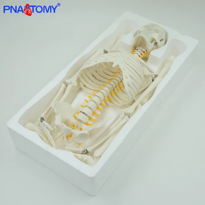 85cm modello di scheletro umano con colonna vertebrale flessibile braccia e gambe nervi arteria modelli anatomici osso pelvico umano insegnamento