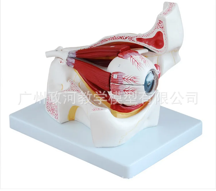 10 Parts 3X Times Magnification Human Eyeball Anatomical Medical Model Supplies Biology