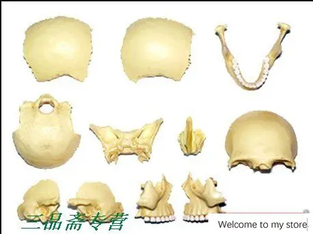 human head skull skeleton Model Medical Anatomy assembled models Children's Three-dimensional jigsaw puzzle