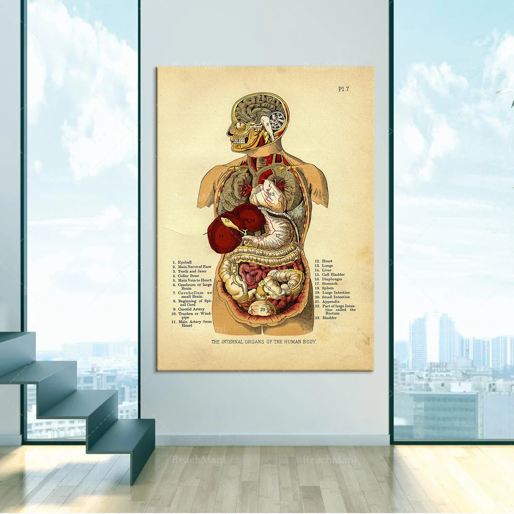 

Antique anatomy of human internal organs and bones, retro prints, medical posters, student decoration, doctor art wall decoratio