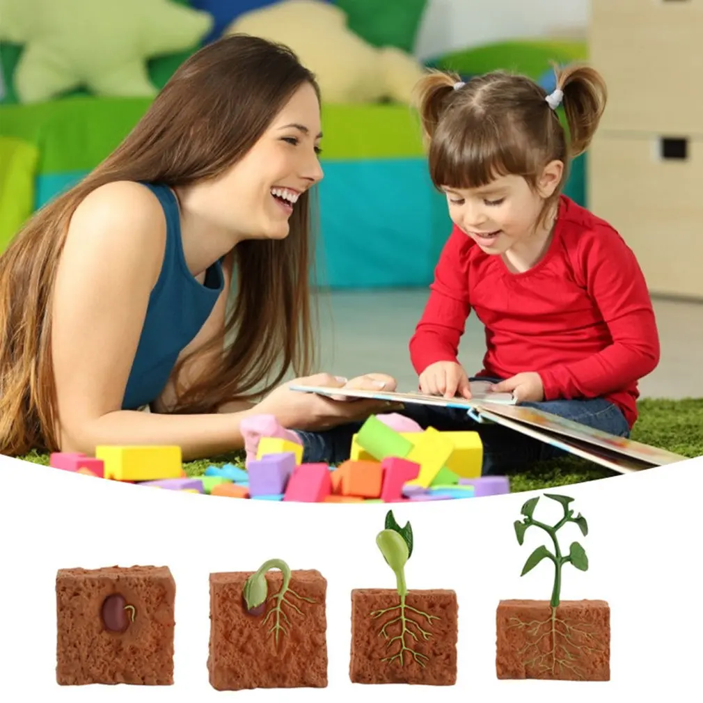 Simulation Life Cycle of a Green Bean Plant Growth Cycle Model Action Figures Collection Science Educational Toys for Children
