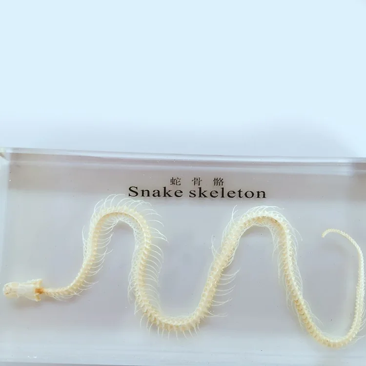 Real Snake Skeleton Specimen Teaching Amber Resin Animal Skeletal Specimen Model Biological Anatomy Teaching Aid Resin Craftwork