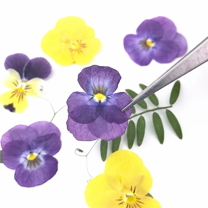 12PCS/bag Pansy Dried Press Flowers Purple/yellow Flowers Specimens For Kids Handmade Class Art Craft Scrapbooking