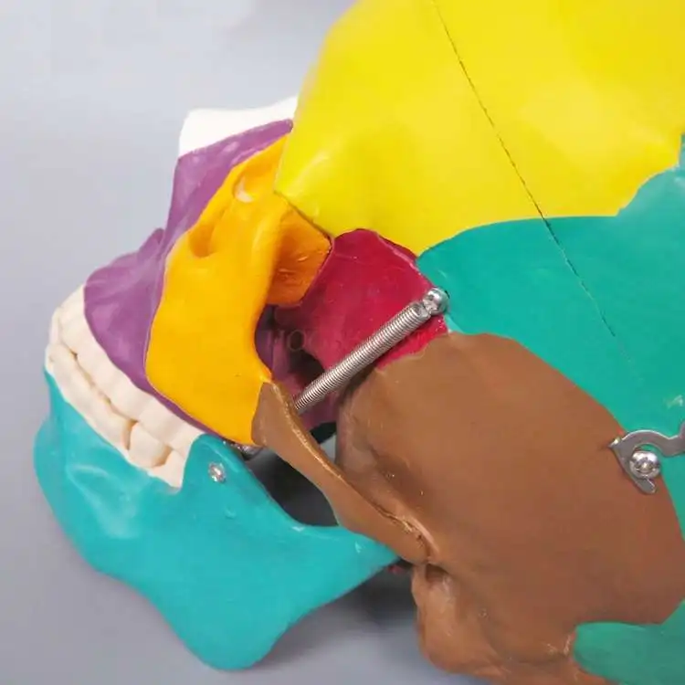 نموذج جمجمة ملون نموذج جمجمة تقسيم هيكل عظمي نموذج تعليمي جمجمة وسائل تعليمية طبية #3