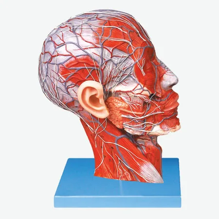 

Anatomical Model of Human Head with Vessels and Nerves