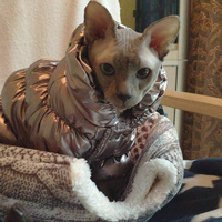 Warm Stephen Cat Jumpruist Costume for Cats Winter Pet Clothes Gotas Mascota Clothing Cat Coat Down Jacket disfraz para perro