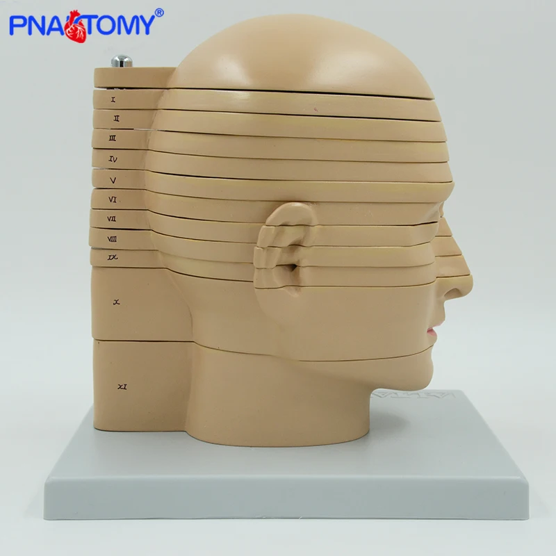 PNATOMY human disc head model 12 pieces brain nerves muscles life size professional teaching tool  human anatomical models