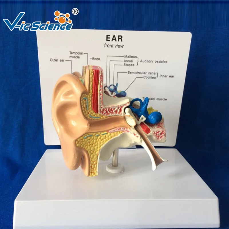 Medical  Education Advance  Plastic Anatomy Model Hearing Organ  Model  Ear Model