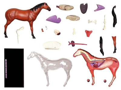 4D MASTER Animal Puzzle Horse Toys Veterinary Anatomical Models Detachable DIY Children Gifts Educational Tool School Used 26101