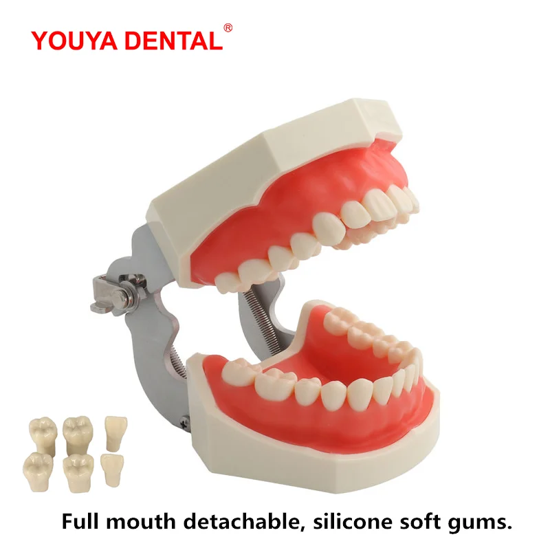 Dental Model Teeth Teaching Model With Gum Removable Tooth For Dentistry Technician Practice Training Studying Typodont Models