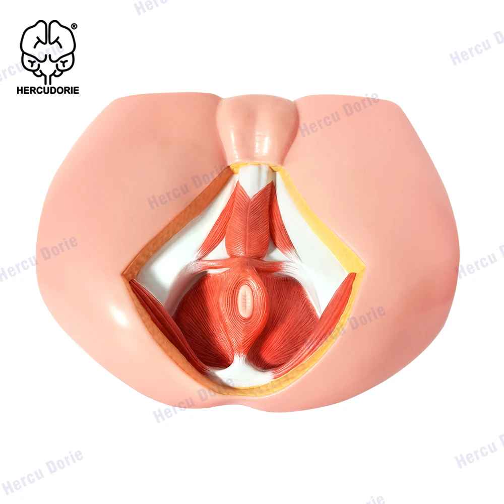 Male Perineal Neurovascular Model, Pelvic Floor Muscle Anatomy Model, Genitourinary Medicine Teaching Model