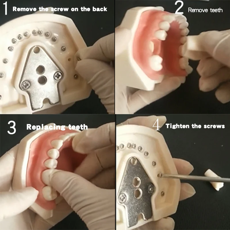 28 SZTUK Kompatybilnie Nissin Marka Żywica dentystyczna Model zęba Materiał Plastikowe zęby Model dydaktyczny Produkt stomatologiczny