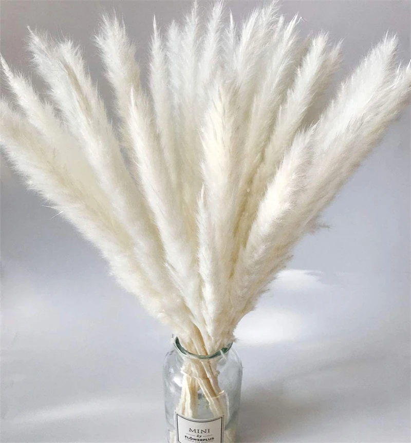 

Real Plants Decoration Natural Horsetail Whisk Lagurus Ovatus Pampas Grass Dried Flower Wedding Party DIY Craft Typha Phragmite