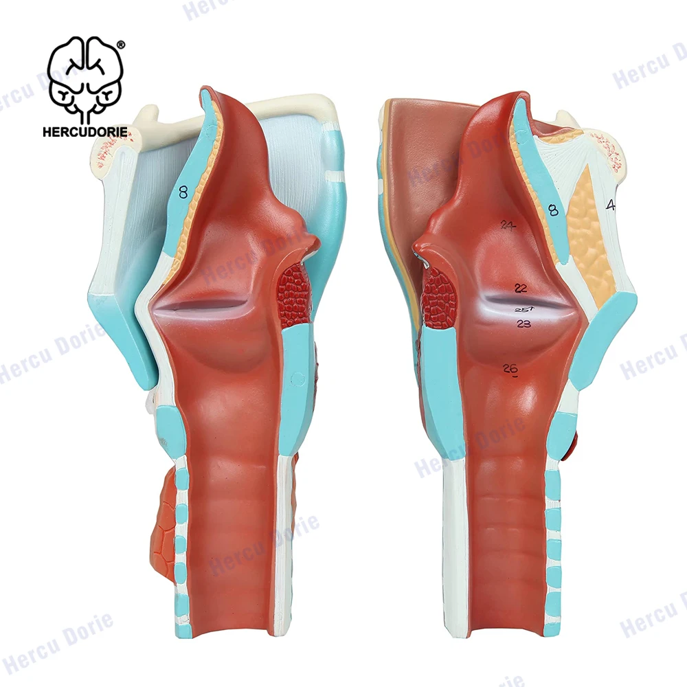 2X Enlarged Human Throat Model, Anatomically Accurate Throat Model Human Throat Anatomy for Science Classroom Study Display Teac