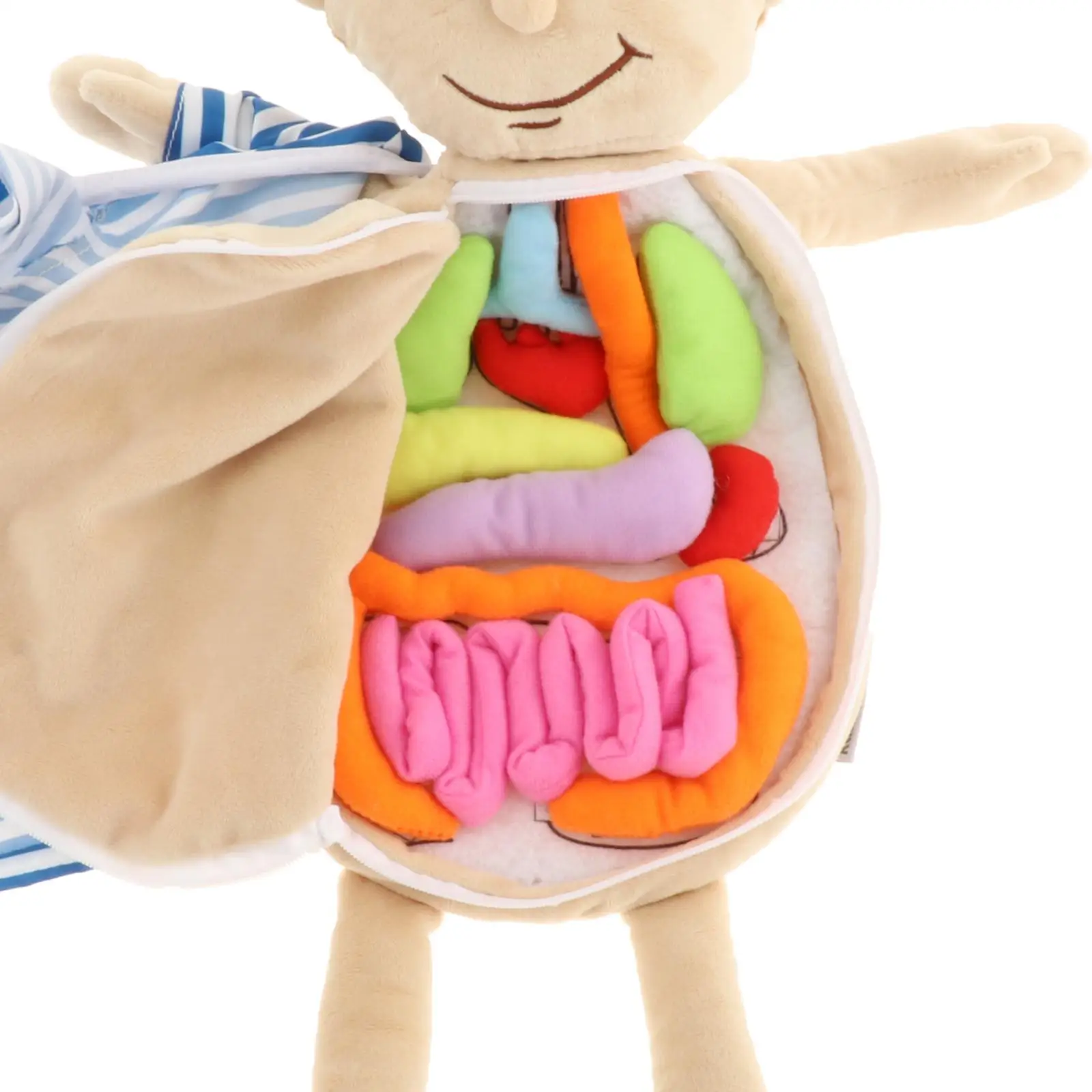 Human Body Anatomy Toy Teaching Aid Soft Doll Educational Toys Kids Anatomy Toys Early Education Toys for Student School