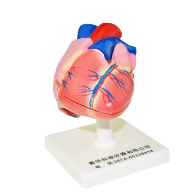 

Heart anatomical model 11 human organ biomedical teaching