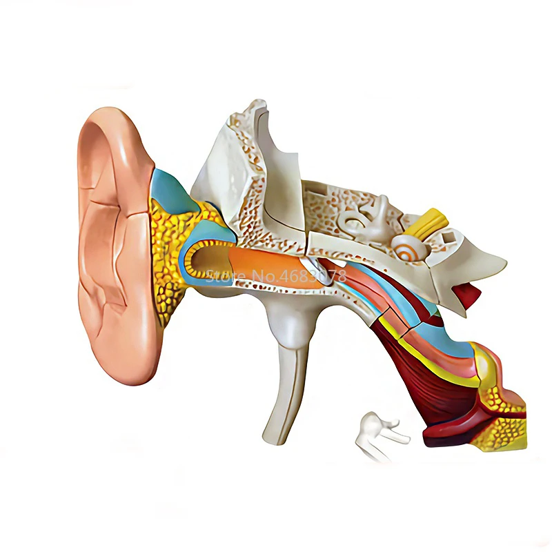 4D 인체 귀 운하 구조 해부학 모델, 어린이 교육 퍼즐 조립 장난감, 학교 의료 교육 용품