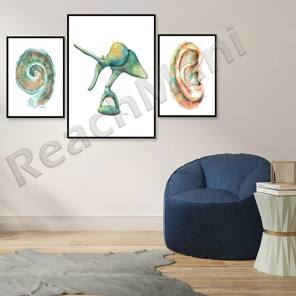 Anatomical Watercolor Art Print Ear Cochlea Ossicles Educational Poster Wall Decor