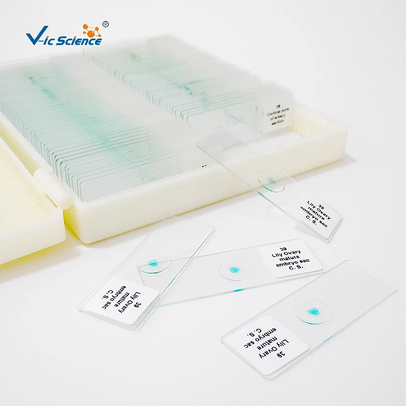 Prepared Microscope Human Tissue Slides