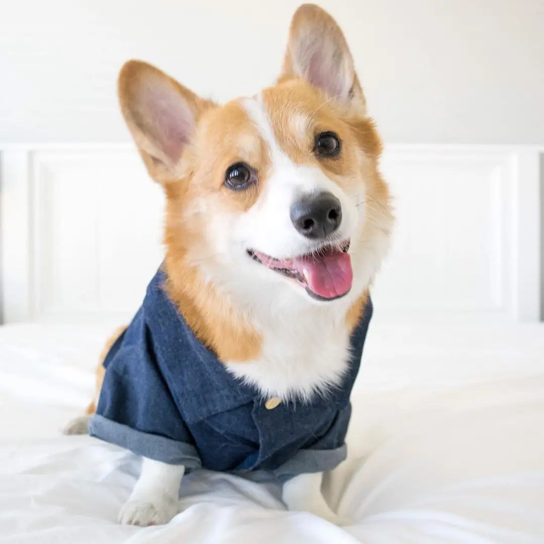 Jeans Pet Clothes for French Bulldog Hawaiian Summer Dog Coat INS Dog Clothing Cotton Dog Shirt for Corgi Chihuahua Dropshipping