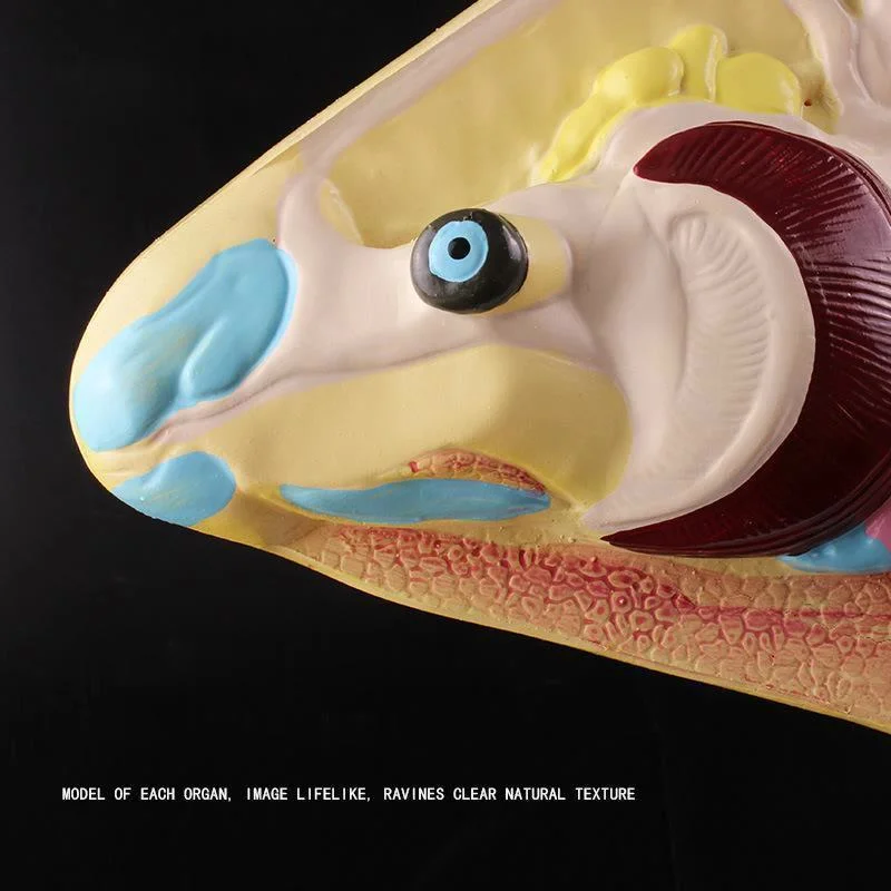 Fish Anatomical Model Removable Internal Organs Biology Teaching Demonstration Aids Animal Model