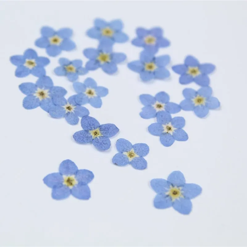 20pcs/0.5-1cm,Pressed mini forget-me-not flowers petals,Nature Real dried Flower DIY nial art Craft Photo Bookmark Gift Cards