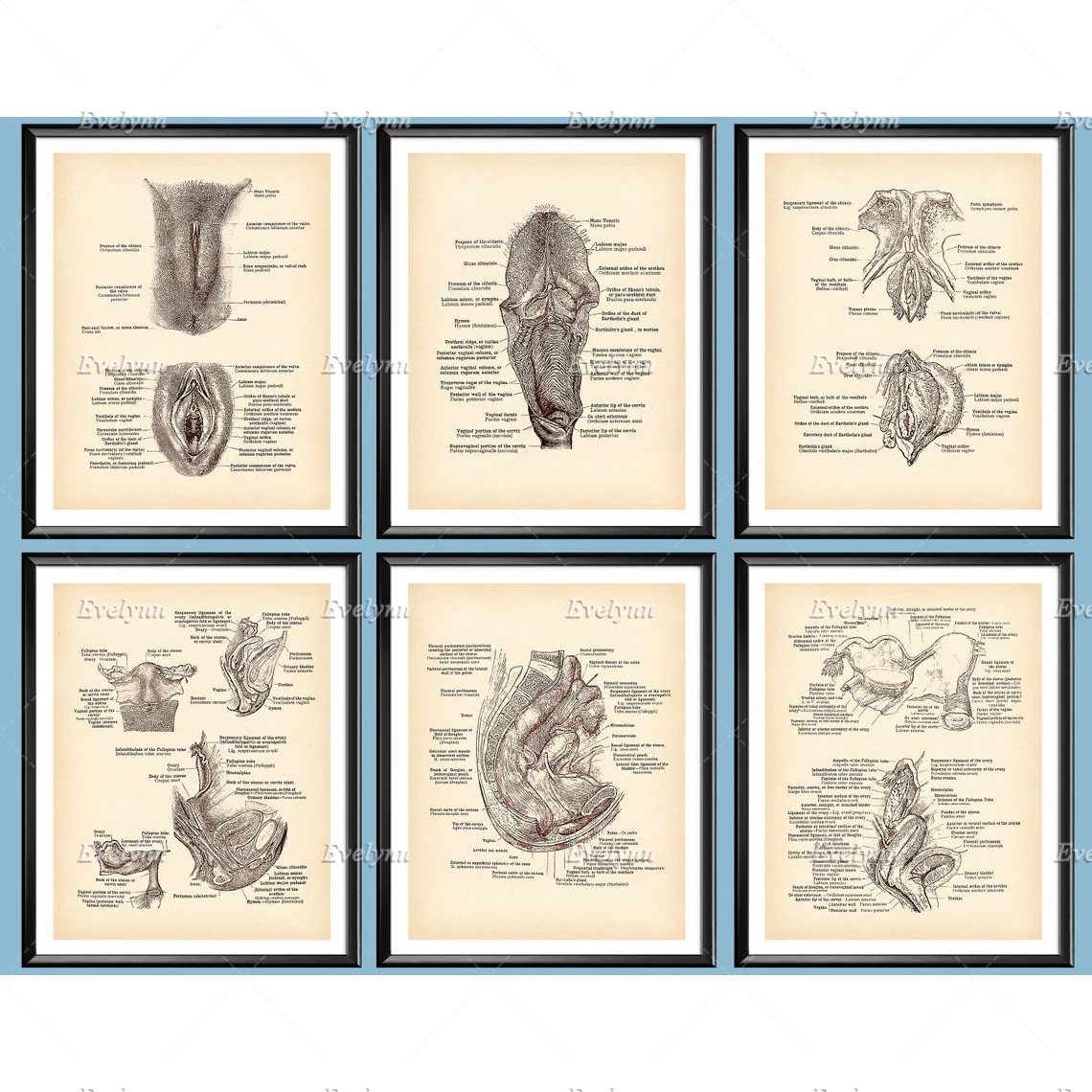 

Nordic Vagina Print Female Genital Organs Vintage Anatomy Poster Reproductive System Urinary System Print Art Gynecologist Gift