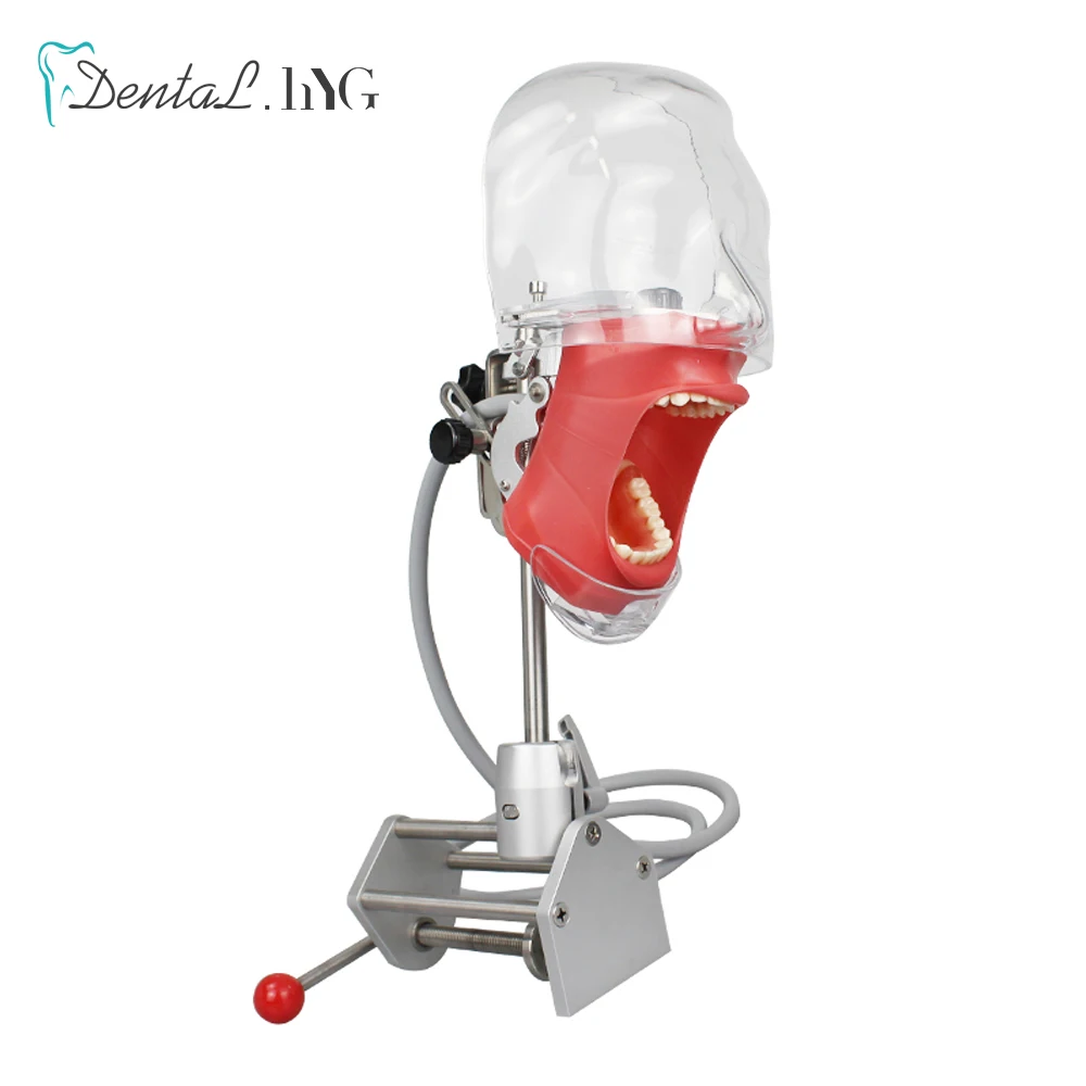 Dental Simulator Manikin Phantom With New Style Bench Mount Dental Models For Dentist Teaching Model 360-degree Adjustment