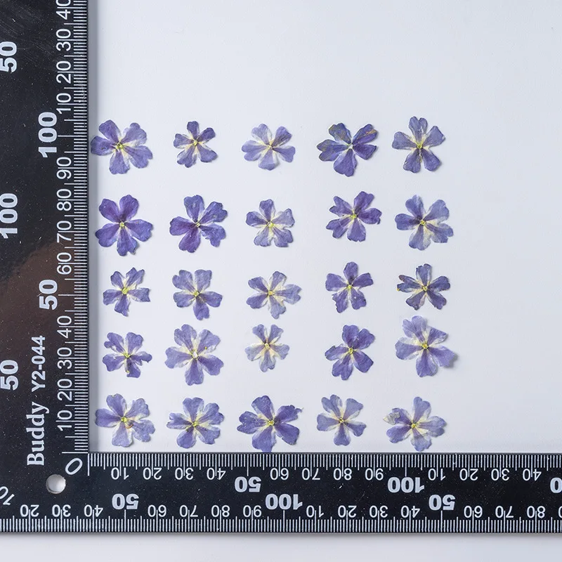 

250pcs Pressed Dried Flower Verbena hybrida Voss Plants Herbarium For Nail Art Jewelry Bookmark Phone Case Invitation Card DIY