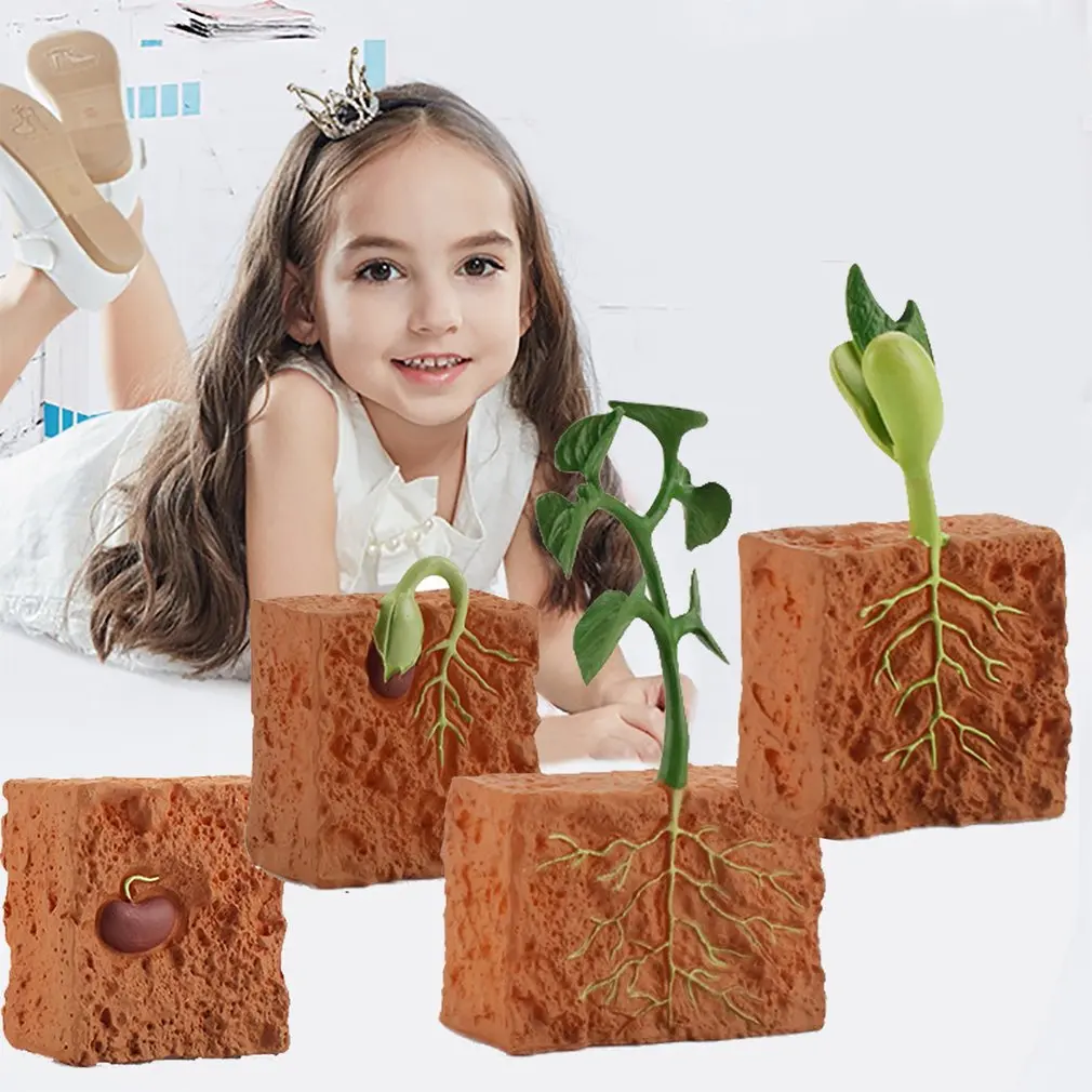 Simulation Life Cycle of a Green Bean Plant Growth Cycle Model Action Figures Collection Science Educational Toys for Children