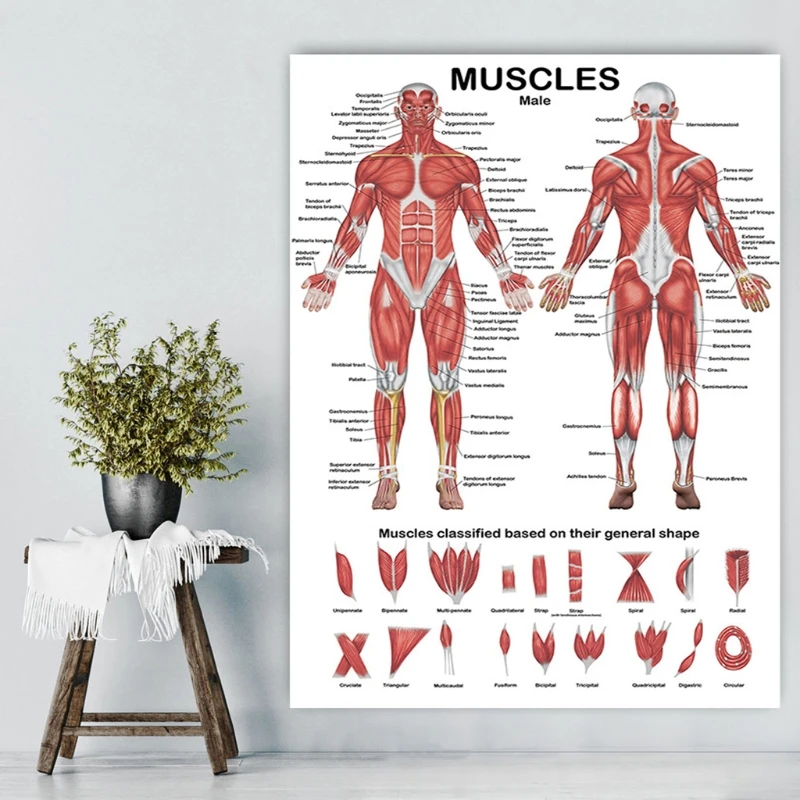 2023 New Muscular System Anatomical Poster Muscle Anatomy Chart In front/Back Sided 19.69x27.56 inches for Hospital Gymnasium