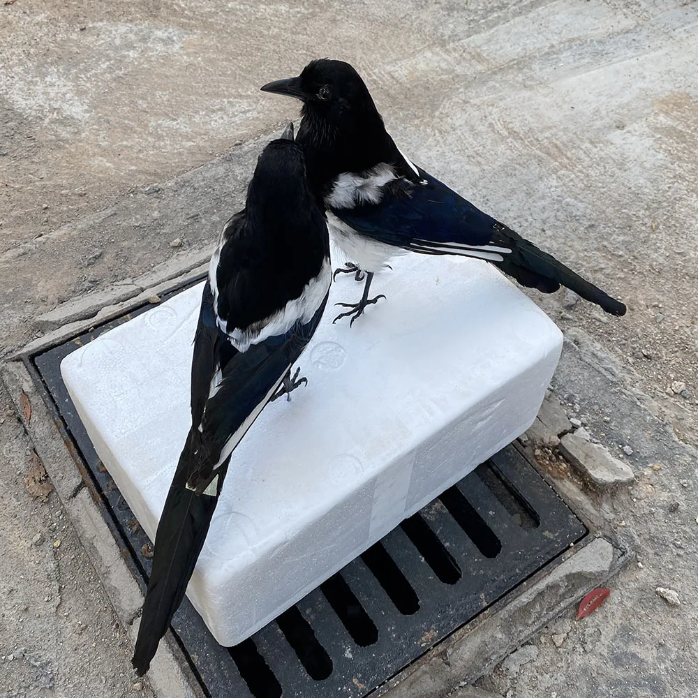 1Pcs axidermy stuffing Pica pica Eurasian Magpie /Common Magpie /Black-billed Magpie Teaching / Decoration