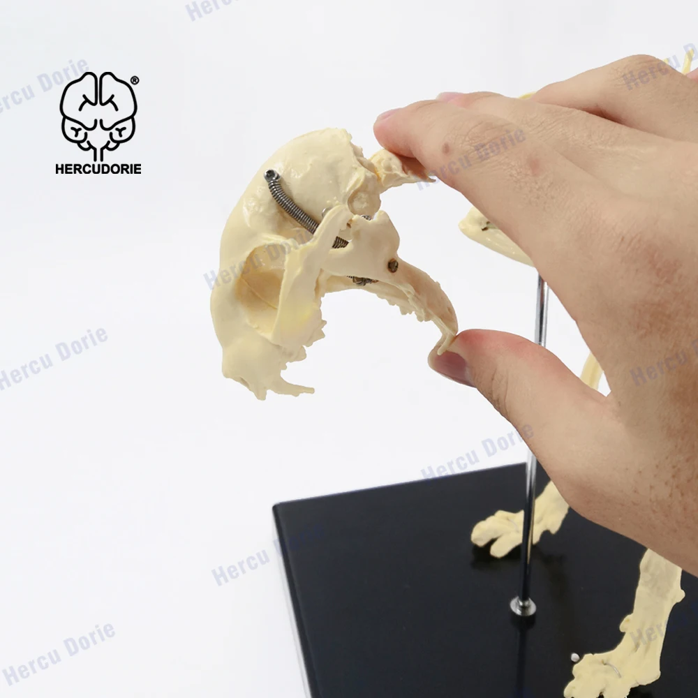 Cat Skeleton & Anatomy Model Kit, Cat Skeleton Anatomical Model Cat Bones Skeleton Specimen Anatomy Model -for Veterinary Teach