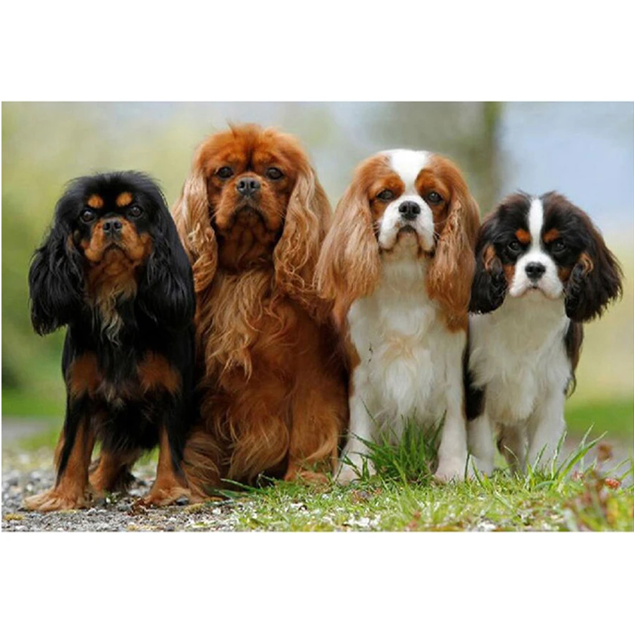 

Алмазная вышивка «сделай сам», кавалер-кинг-чарльз-спаниель, алмазная мозаика, собака, полная круглая, вышивка крестиком, стразы с алмазной живописью