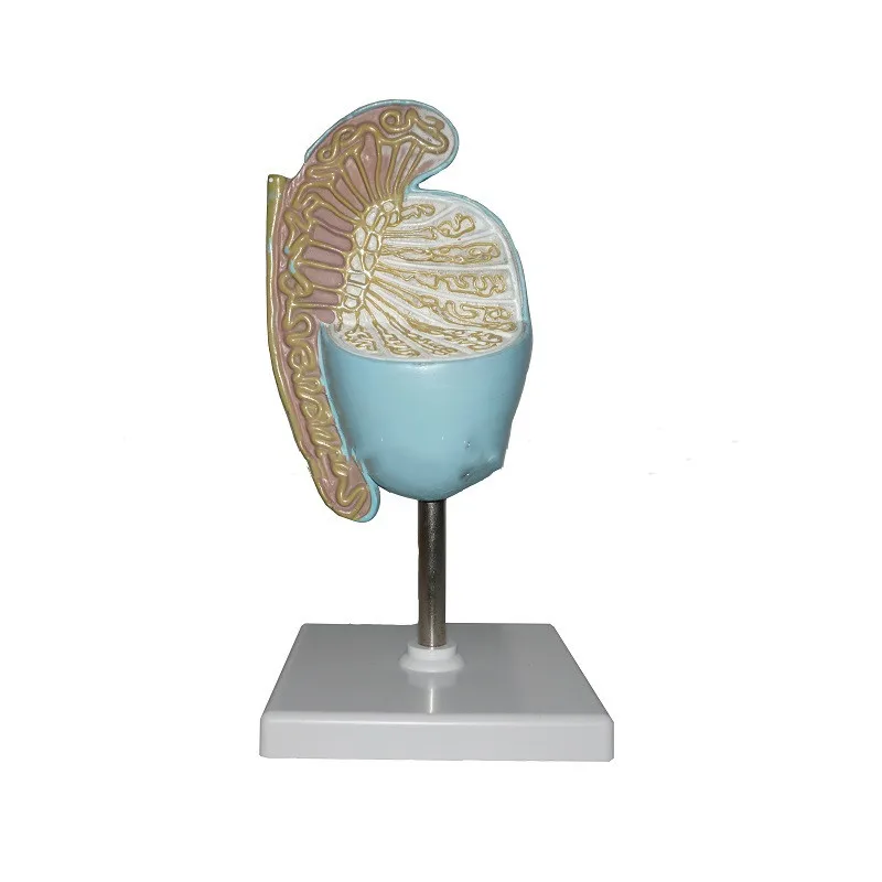 

Модель анатомии яиц, большая модель яиц, японская Анатомия репродуктивного состава