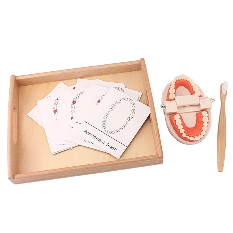 Jouet de Brossage des Dents avec Plateau en Bois et Cartes Montessori, Outils d\'Enseignement, Simulation, Compétence de vie