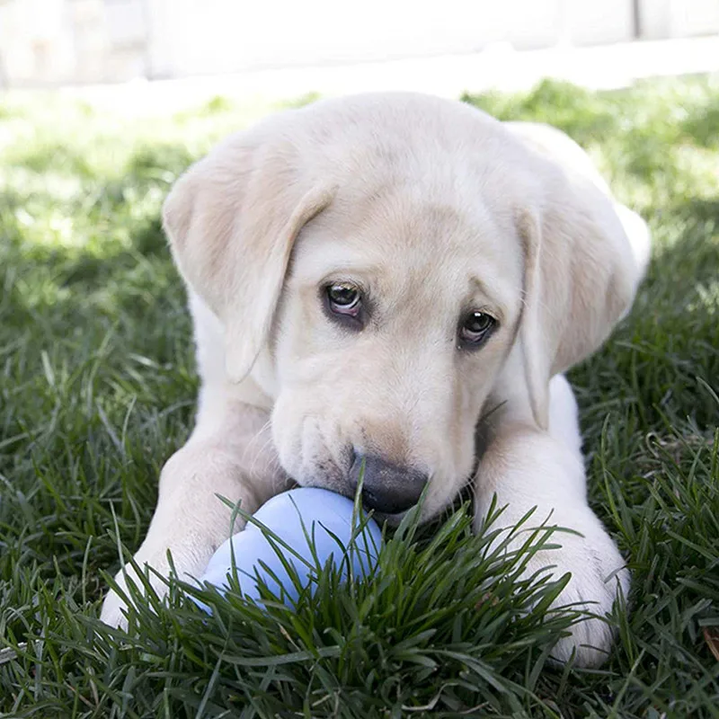 KONG Puppy Naturalna guma do ząbkowania Zabawka do żucia dla psa z Twoim wyborem zabawki do przysmaki dla psa XS-L