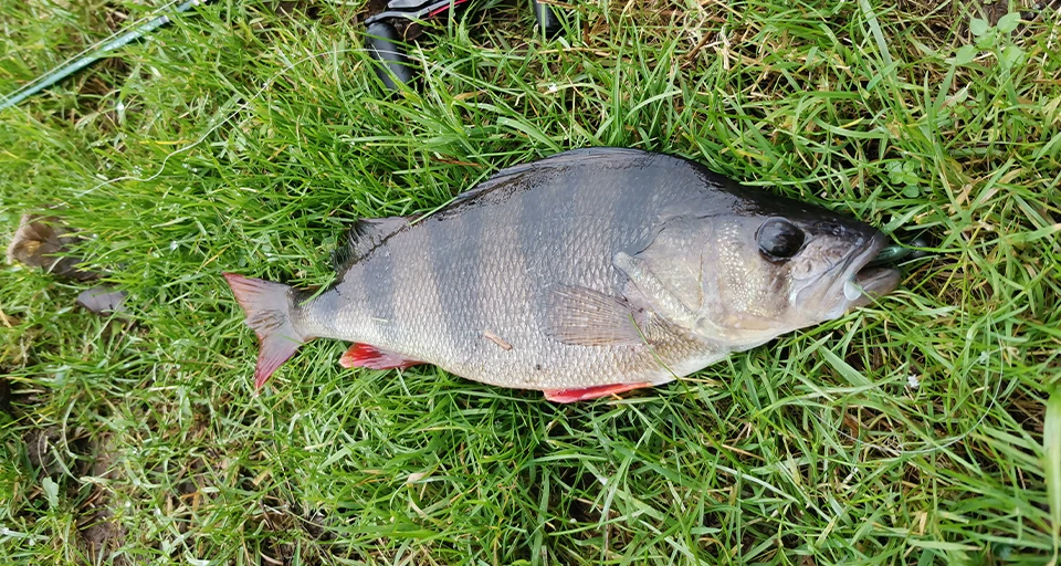 TSURINOYA 65mm 75mm T Schwanz Wrom Angelköder Weicher Köder Künstliche Köder Tackle Jerkbaits Hecht Bass – Detail 14