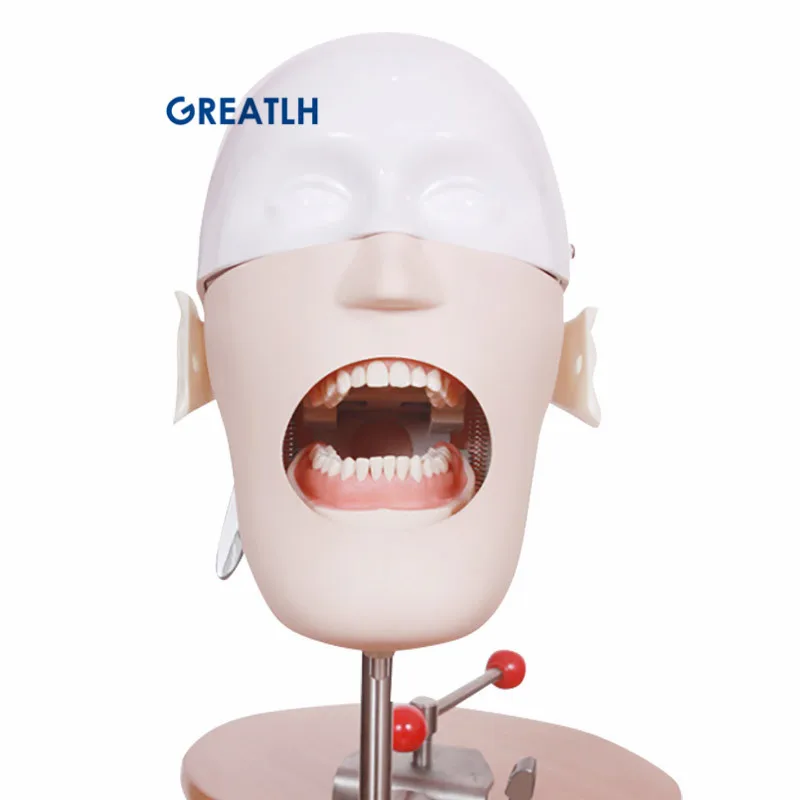 

Dental Head Model Training Simulator Practise teeth model Dental Manikins Phantom Model for Dental Teaching Model