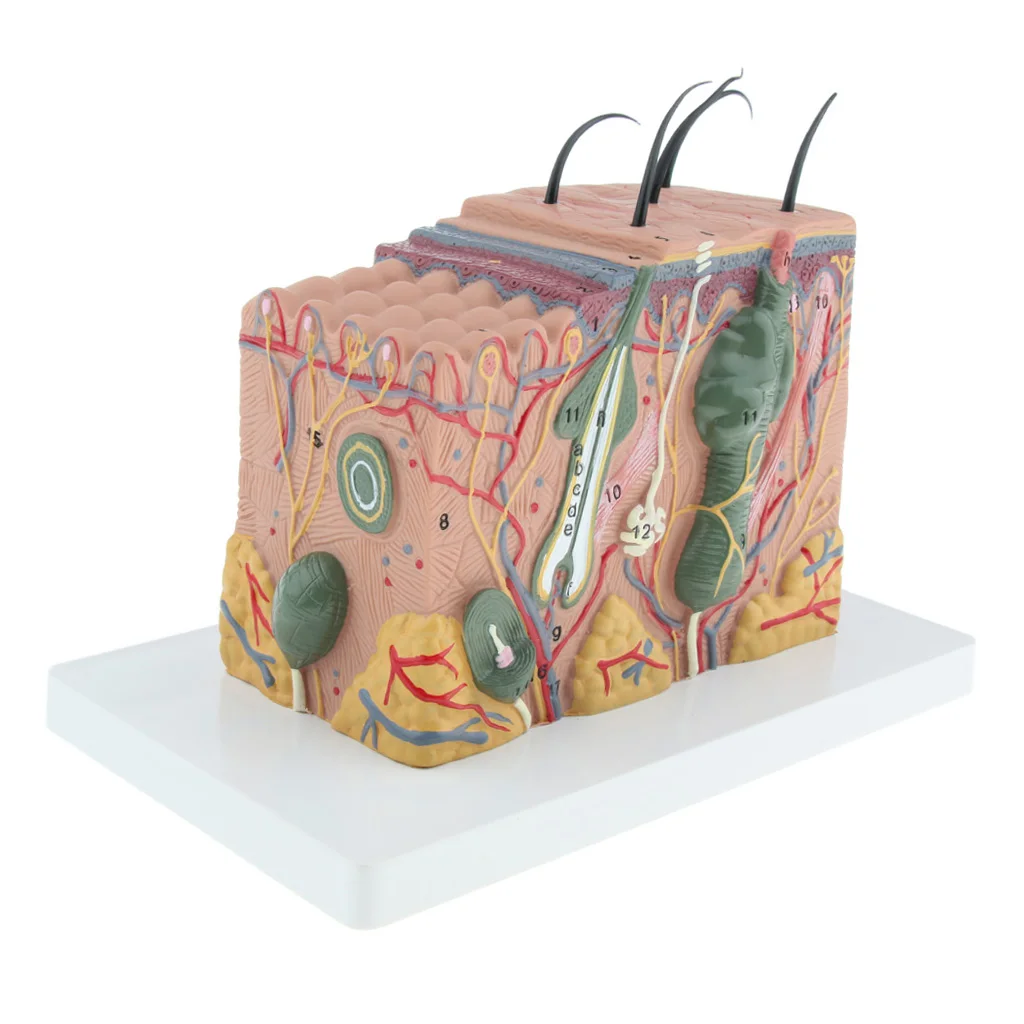 35:1 Vergroot 3D Anatomisch Menselijk Huidweefsel Model Blok Anatomie Biologie Leren Leermiddelen Educatief School Lab Gereedschap