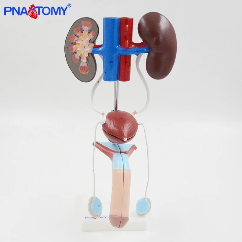 

Life Size Male Urinary System Model Bladder Artery and Vein Anatomy Medical Teaching Tool Hospital Used Kidney PNATOMY