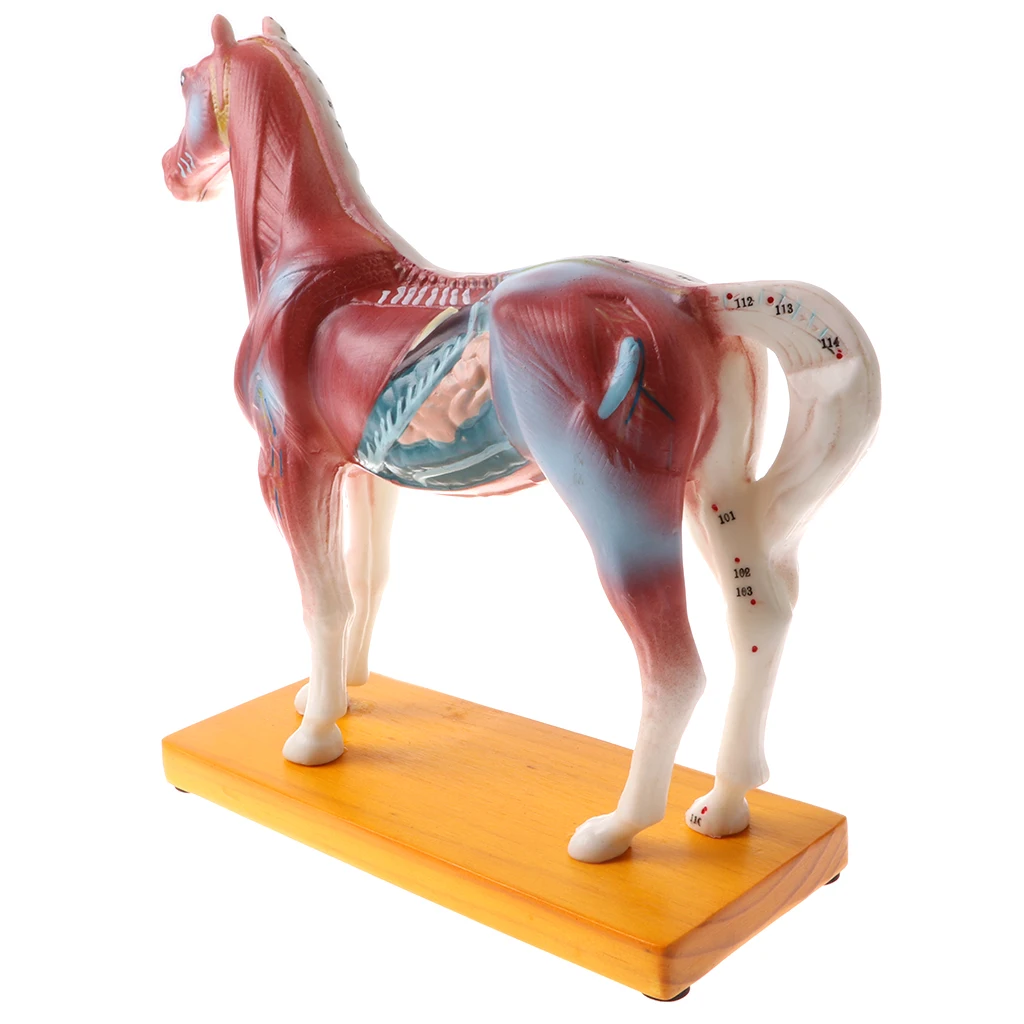 114 Acupuncture Points Horse Anatomical Model for School Teaching Tool Supplies Collectibles Veterinarians Educational Toy