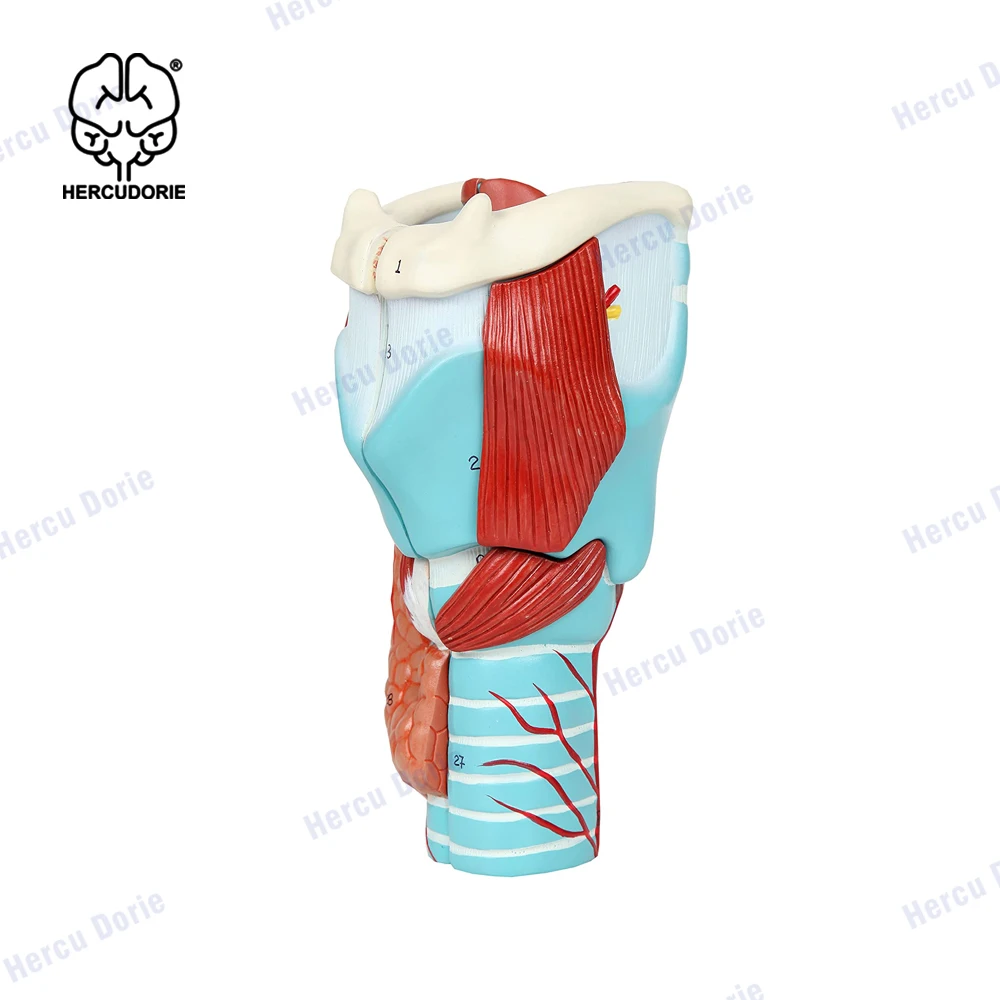 2X Enlarged Human Throat Model, Anatomically Accurate Throat Model Human Throat Anatomy for Science Classroom Study Display Teac
