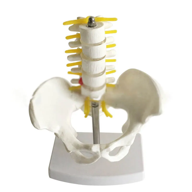 

Model of pelvis with five lumbar vertebrae
