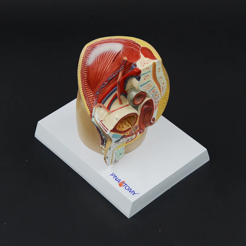 Male Pelvis Model Mini Size Pelvic Cavity Urinary System Genital Organ Anatomical Model Medical Sciences Educational Equipment