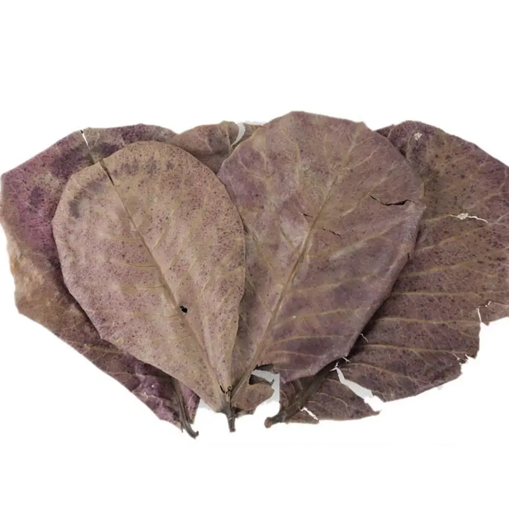 Almond Leaf Natural Terminalia Catappa Leaves Aquarium Decoration Fish Tank Cleaning Tools Water Treatment Aquarium Accessories