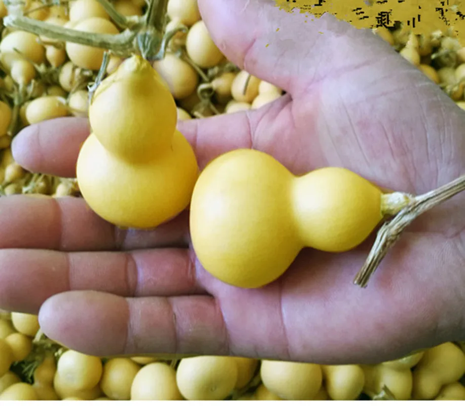 Mini Natural Dry Gourds, Small Calabash Gourd, Fengshui, Bagua, Hulu, Dried Lagenaria, Siceraria