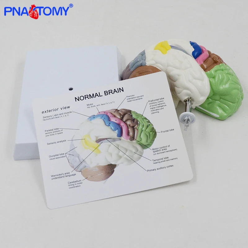 Human Half Brain Anatomy Model Life Size with Instruction Card and Base Colored Anatomical Brain Model Medical Tool Teaching Use